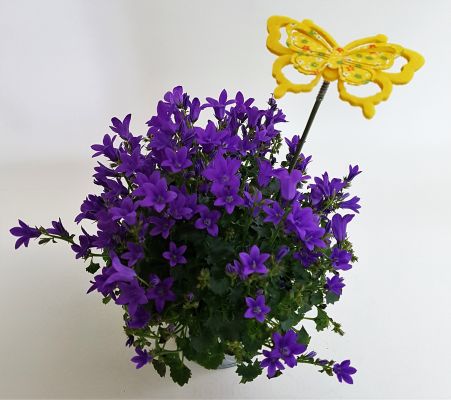 Plante campanule avec cache-pot et papillon à 15 €