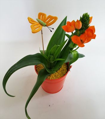 Plante ornithogalum avec cache-pot et papillon à 15 €.REF:PO1