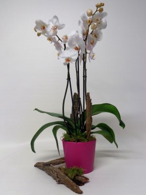 Orchidée Phalaenopsis blanche