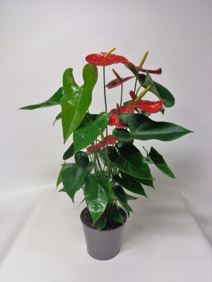 Plante anthurium